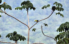 Costa Rica-Caribbean Coast-Caribbean Delight